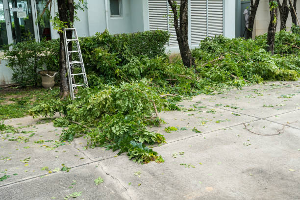 Clarksdale, MS  Tree Services Company