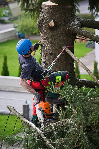 Best Tree Cabling and Bracing  in Clarksdale, MS